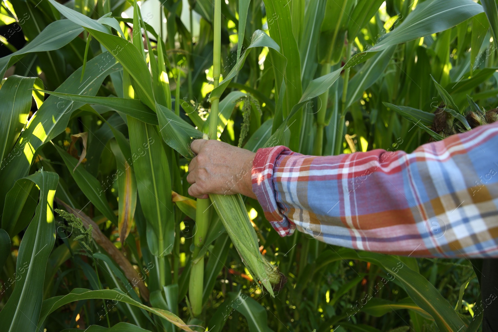 Photo of Senior farmer picking fresh ripe corn outdoors, closeup