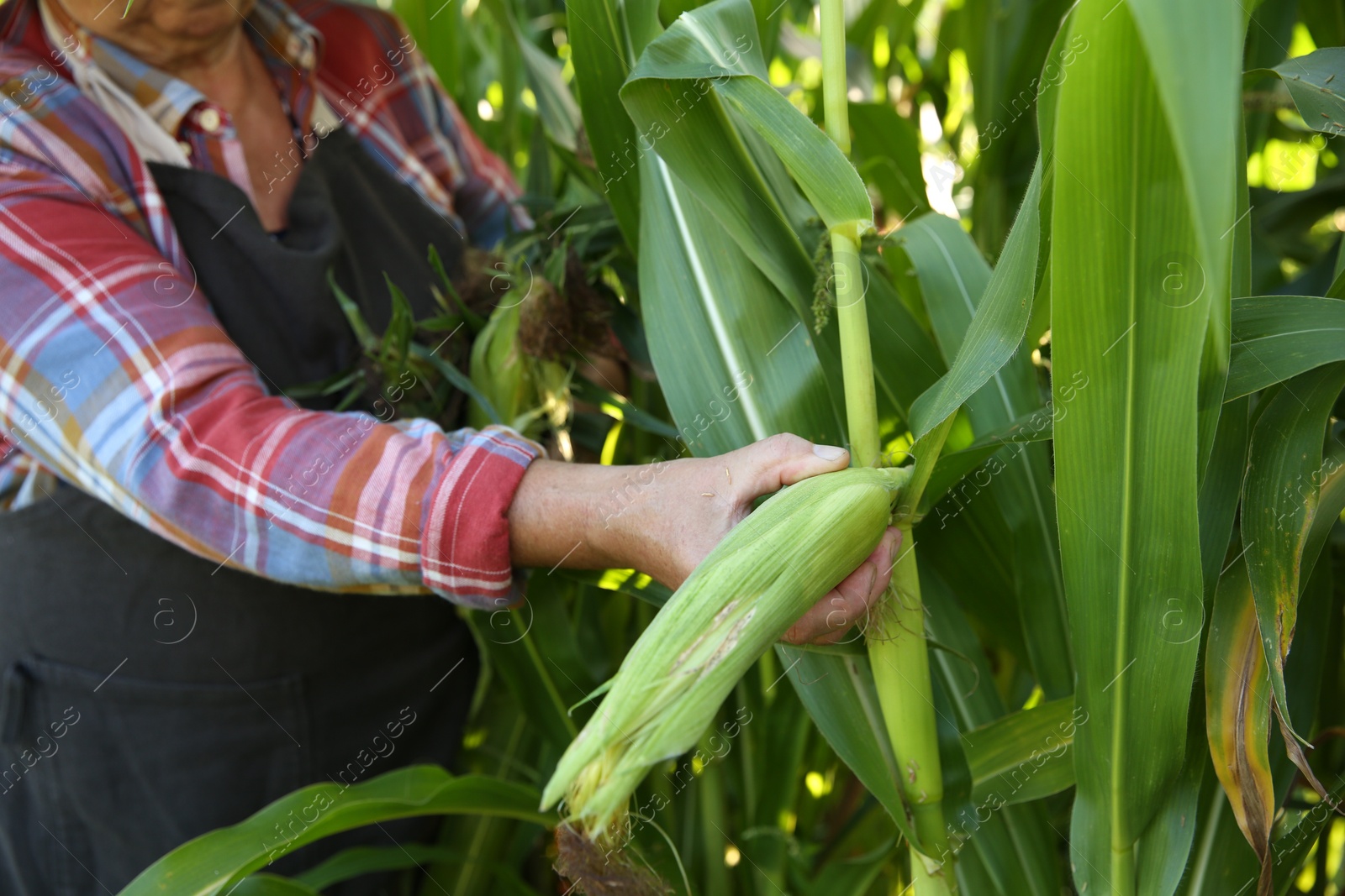 Photo of Senior farmer picking fresh ripe corn outdoors, closeup