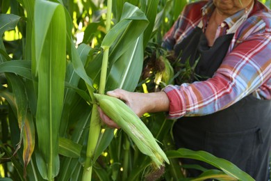 Senior farmer picking fresh ripe corn outdoors, closeup