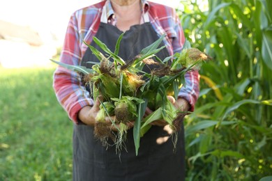 Photo of Senior farmer with fresh corn outdoors, closeup