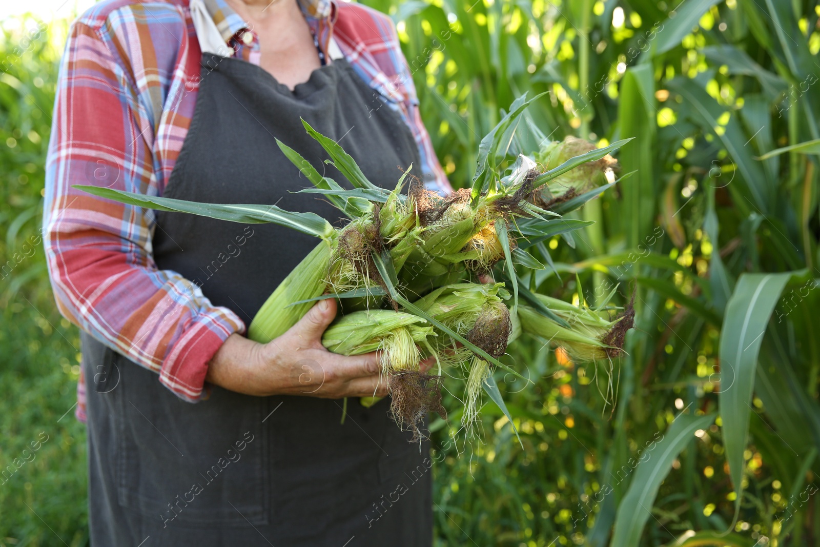 Photo of Senior farmer with fresh corn outdoors, closeup