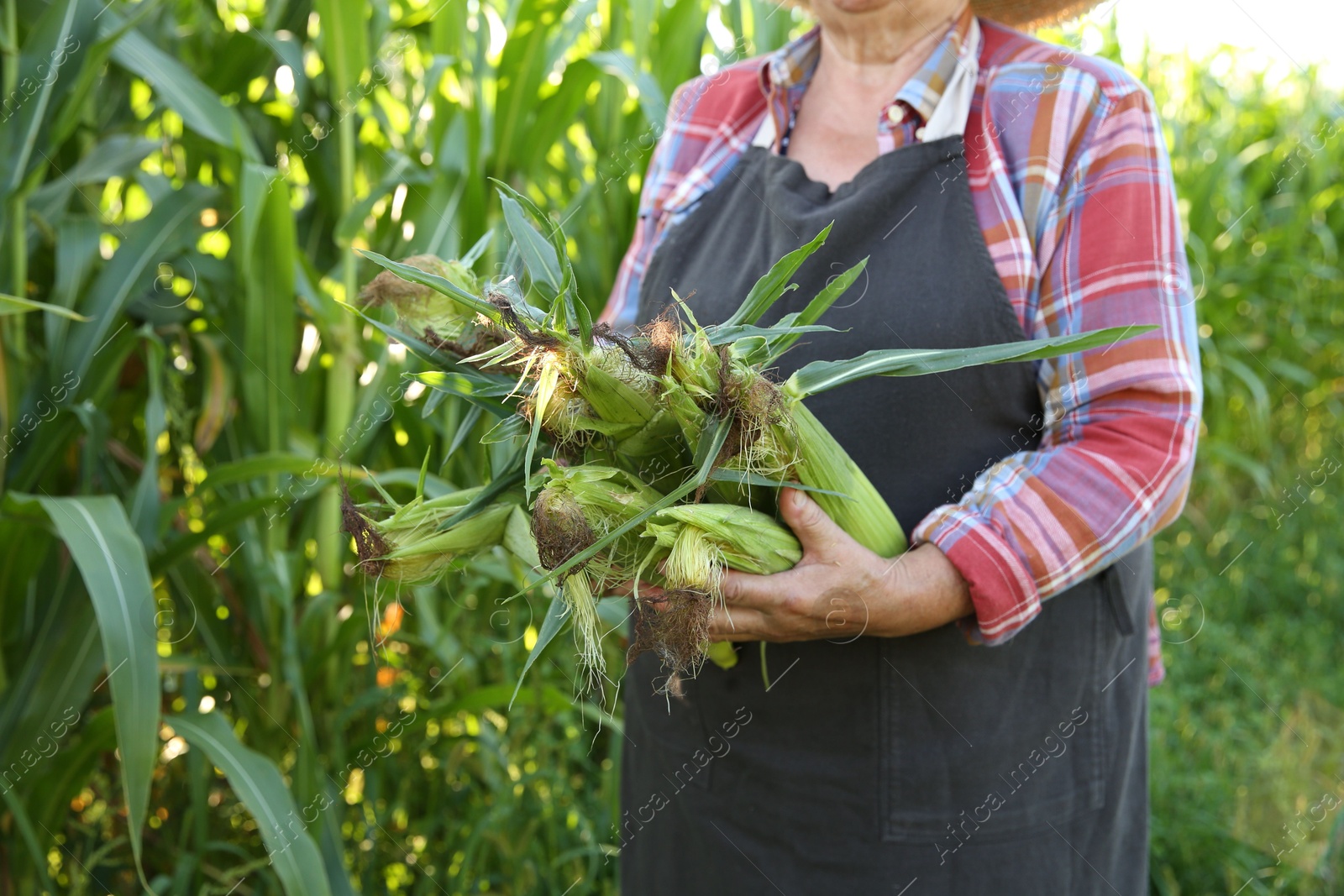 Photo of Senior farmer with fresh corn outdoors, closeup