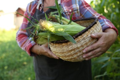 Senior farmer with corn in wicker basket outdoors, closeup