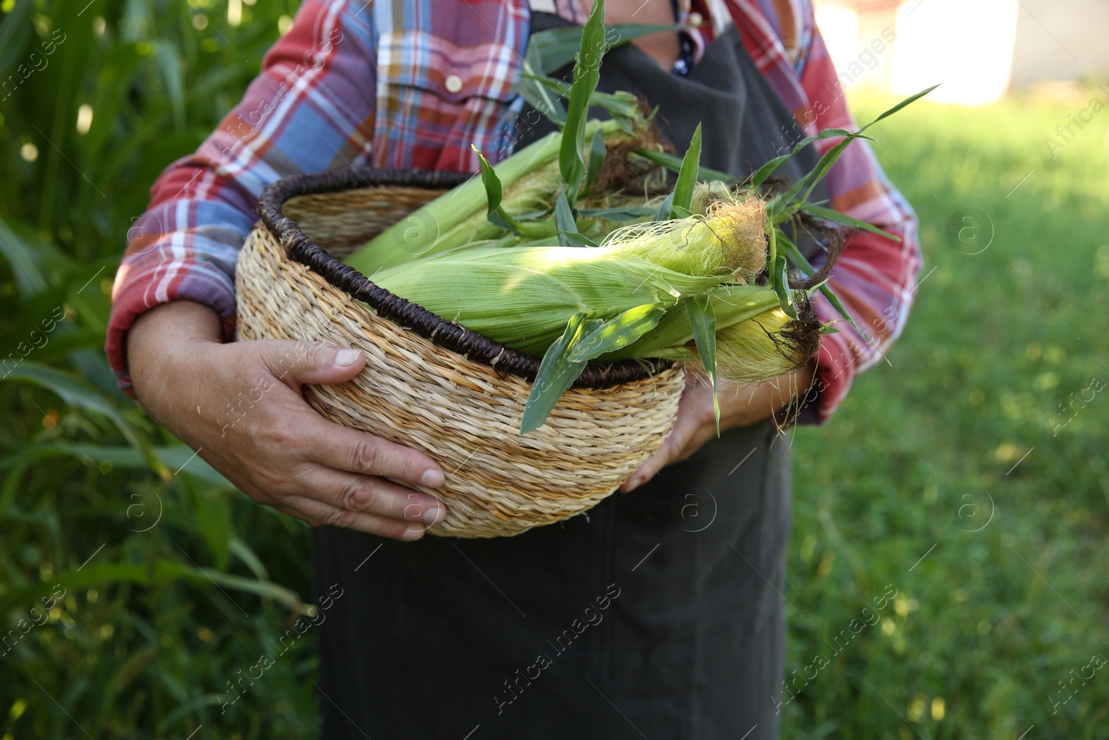 Photo of Senior farmer with corn in wicker basket outdoors, closeup