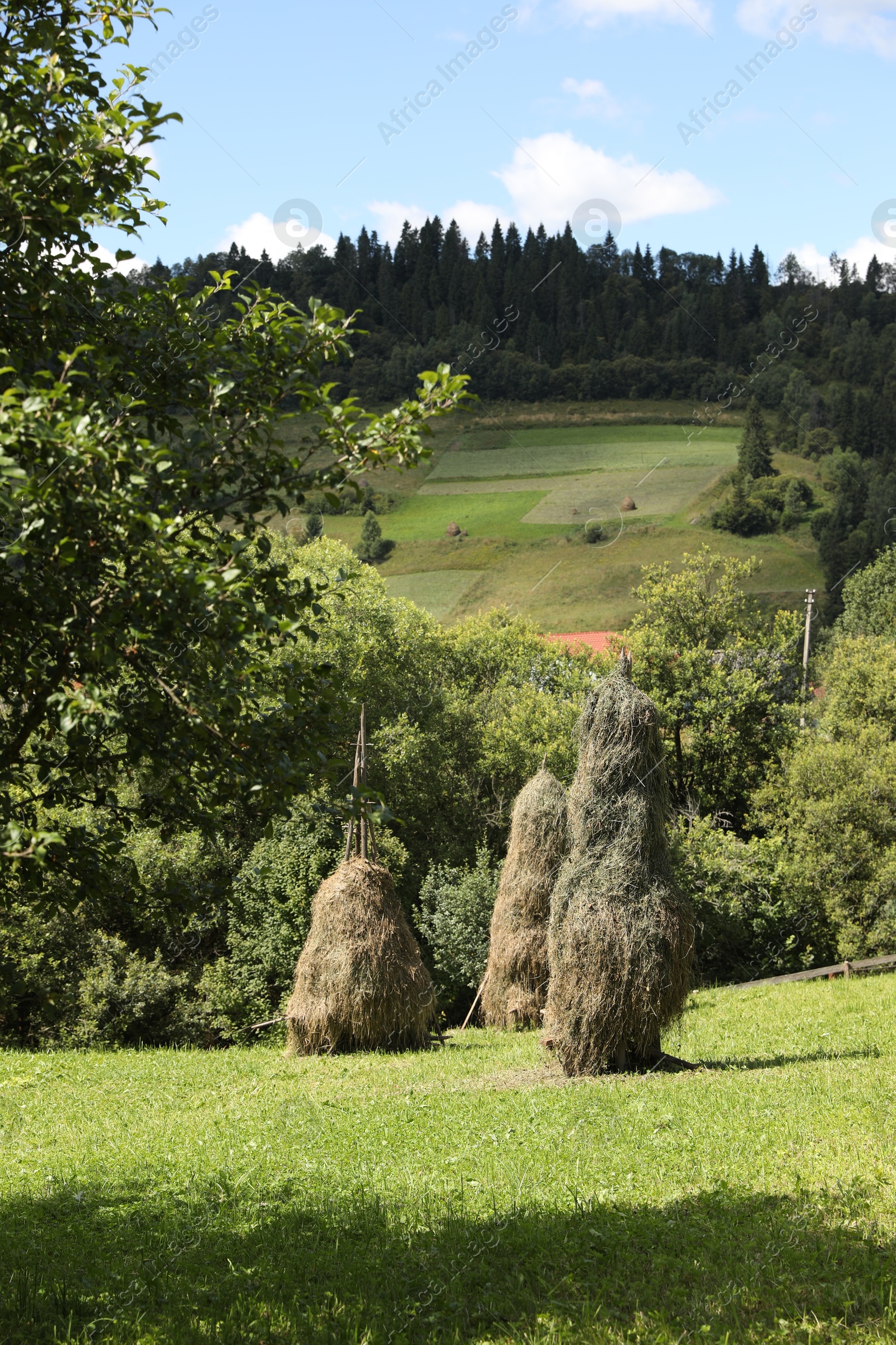 Photo of Piles of hay in field on sunny day