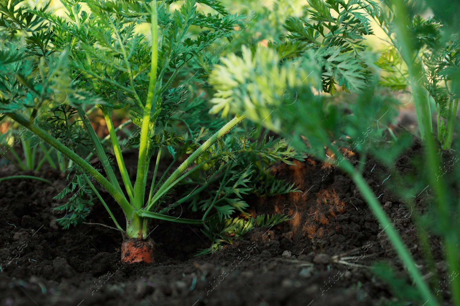 Photo of Carrot plants with green leaves growing in garden, closeup