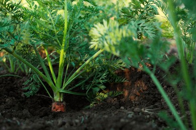 Photo of Carrot plants with green leaves growing in garden, closeup