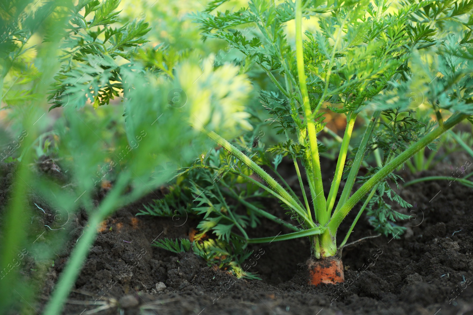 Photo of Carrot plants with green leaves growing in garden, closeup