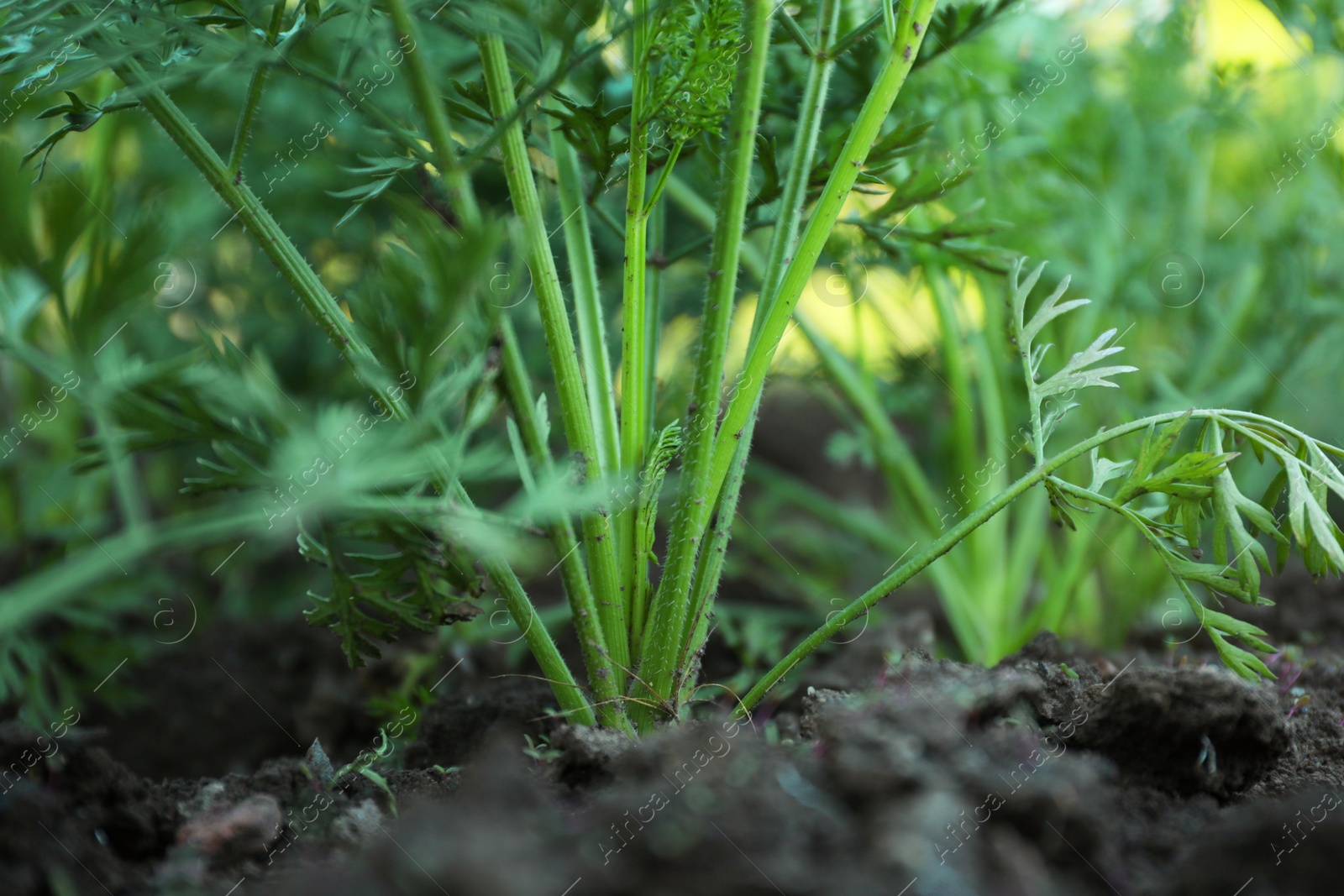 Photo of Carrot plants with green leaves growing in garden, closeup