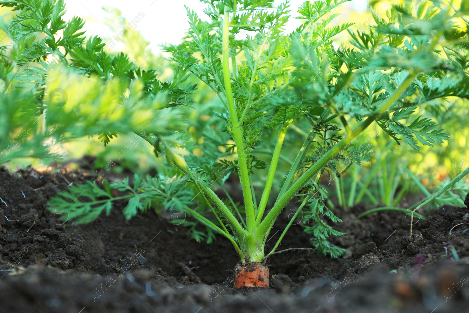 Photo of Carrot plants with green leaves growing in garden, closeup