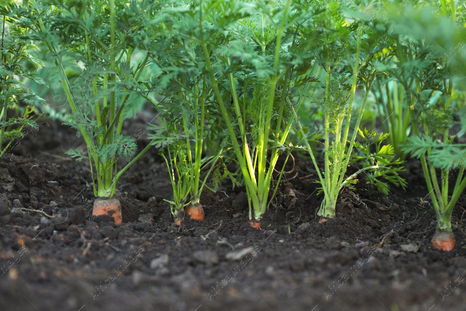 Photo of Carrot plants with green leaves growing in garden, closeup