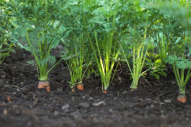 Photo of Carrot plants with green leaves growing in garden, closeup