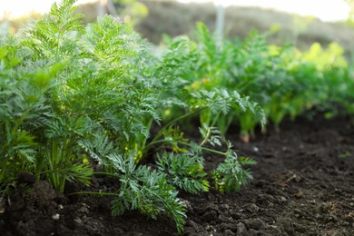 Carrot plants with green leaves growing in garden