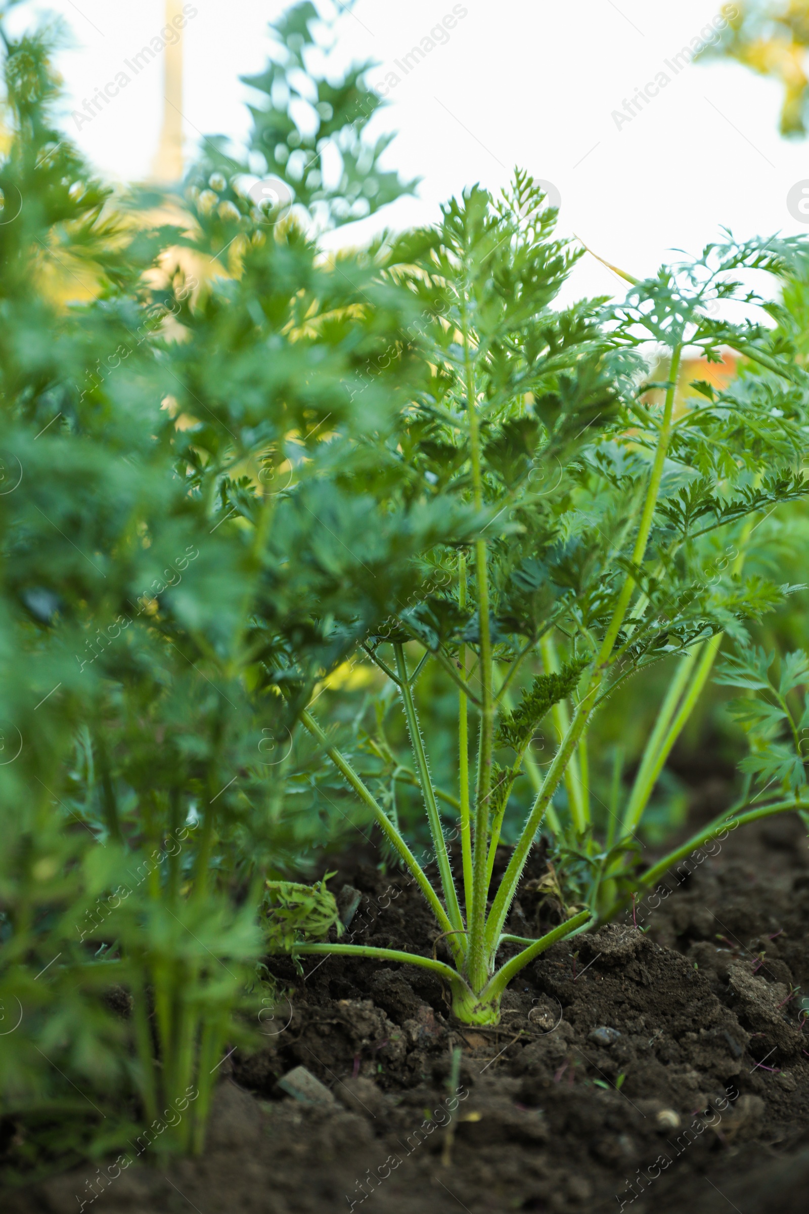 Photo of Carrot plants with green leaves growing in garden, closeup