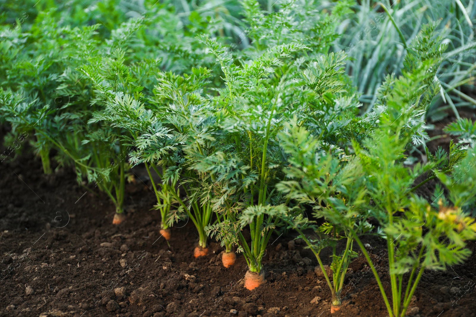 Photo of Carrot plants with green leaves growing in garden