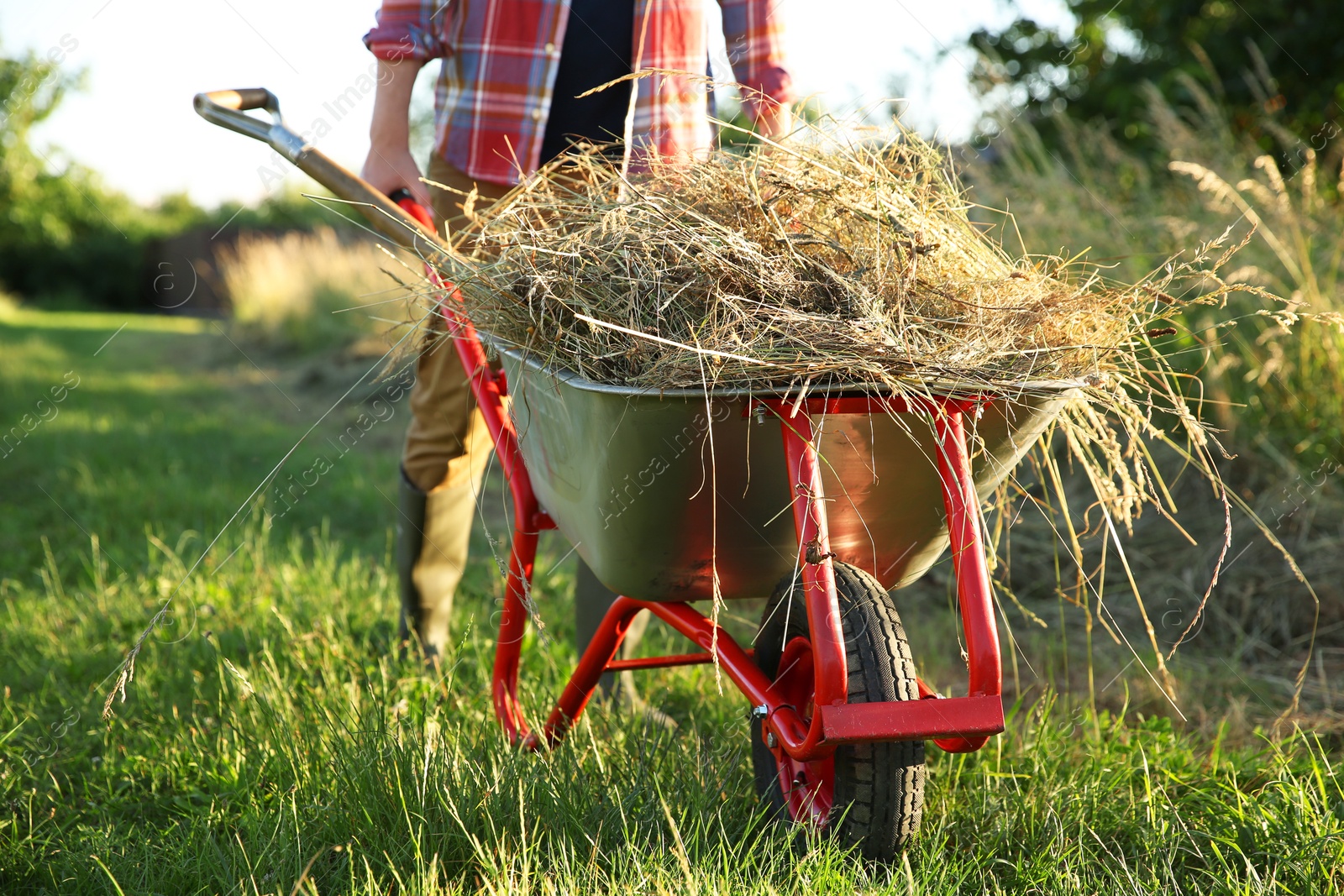 Photo of Farmer with wheelbarrow full of mown grass outdoors on sunny day, closeup