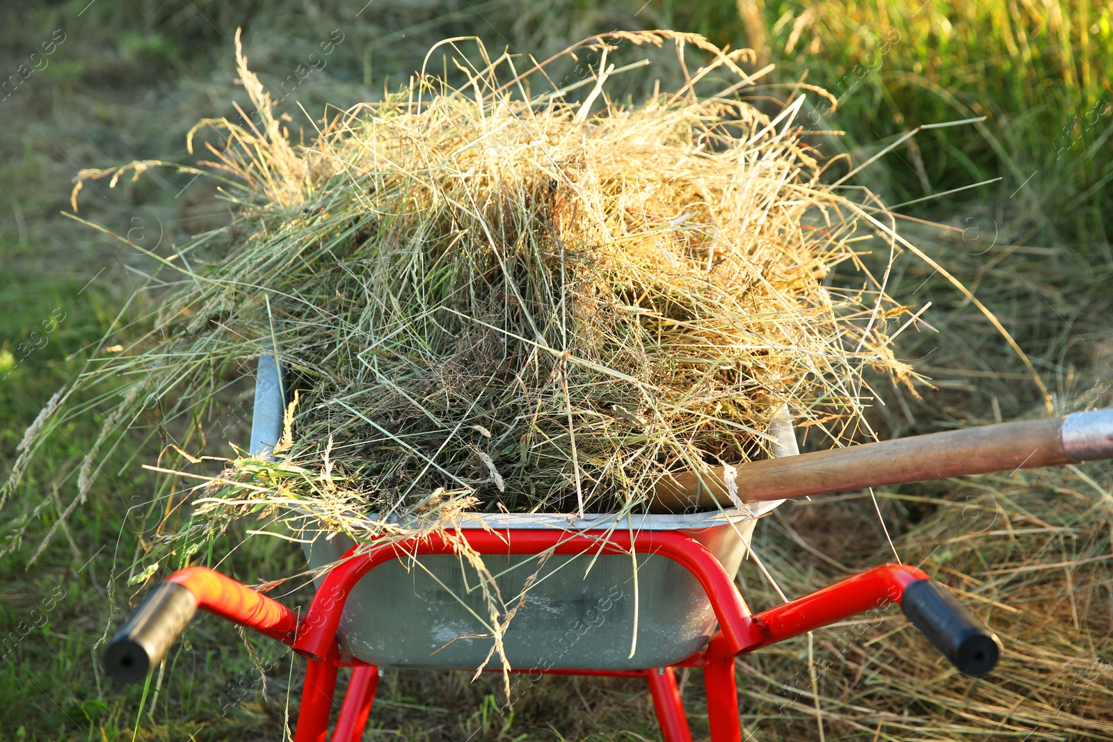 Photo of One wheelbarrow full of mown grass outdoors, closeup