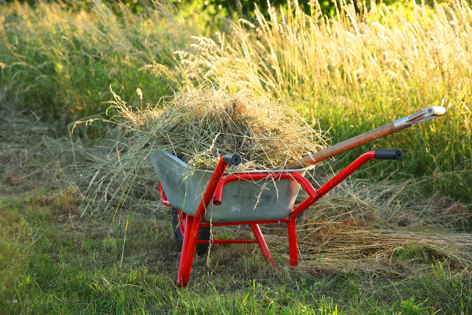 Photo of One wheelbarrow full of mown grass outdoors