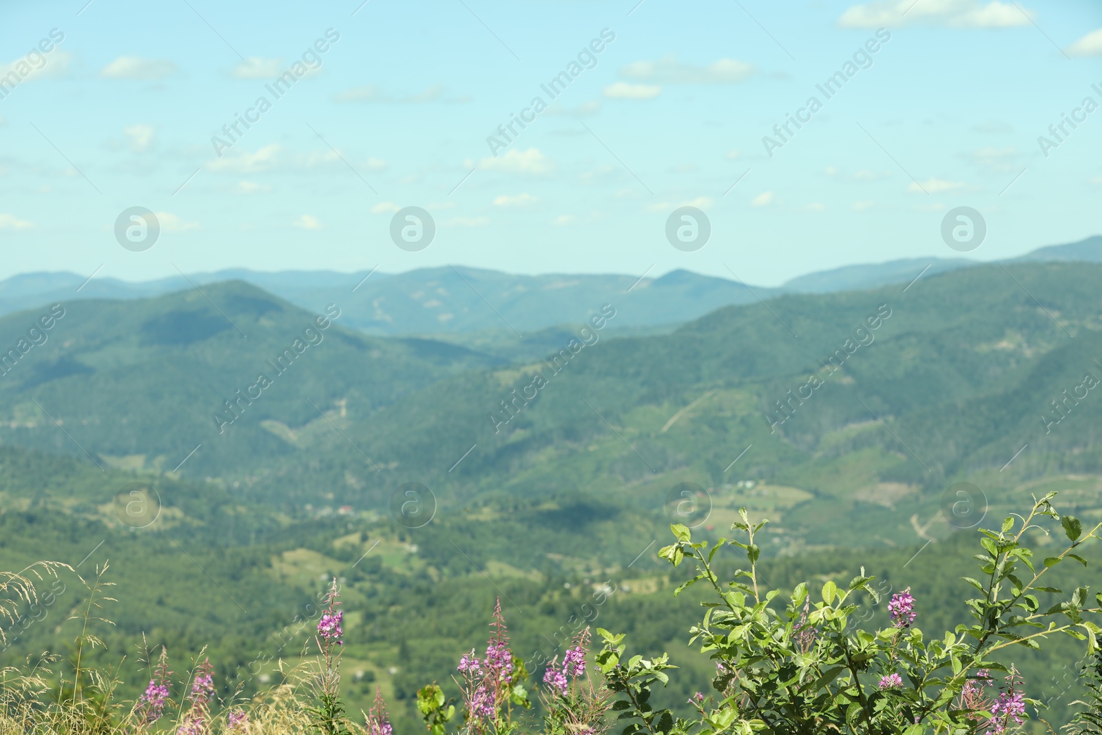 Photo of Picturesque view of plants growing in mountains