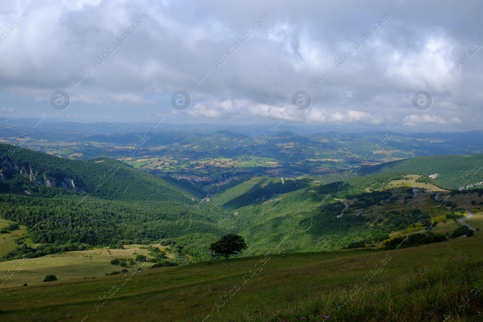 Photo of Picturesque view of green forest in mountains