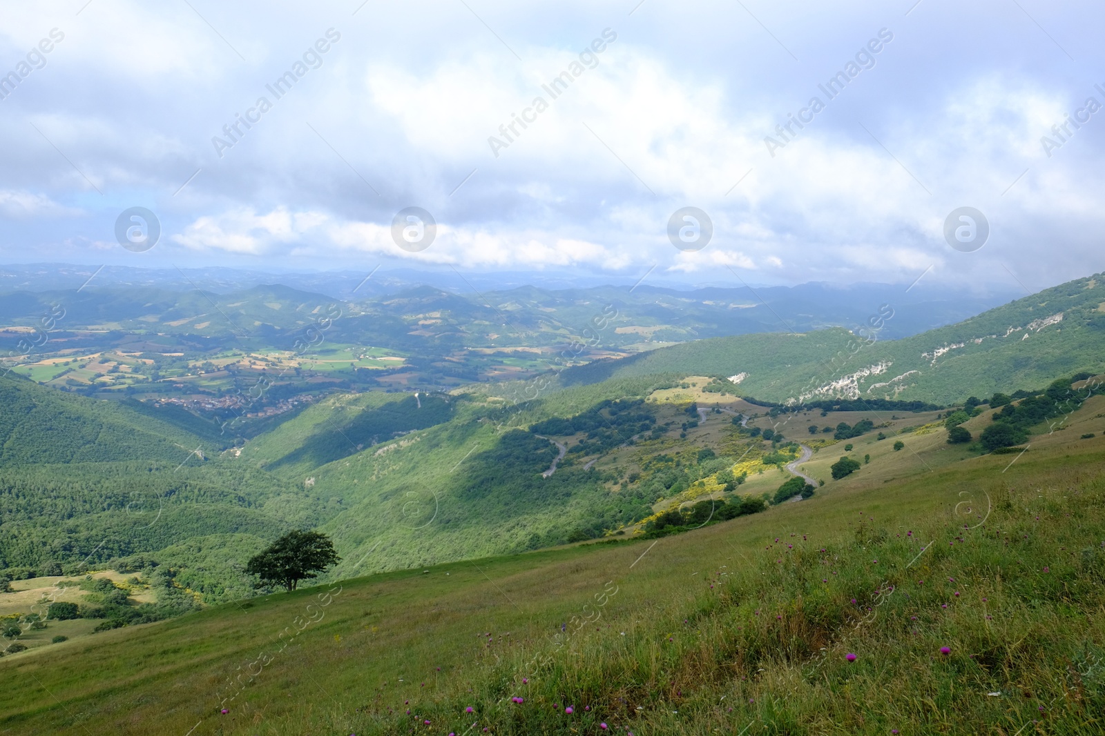 Photo of Picturesque view of green forest in mountains