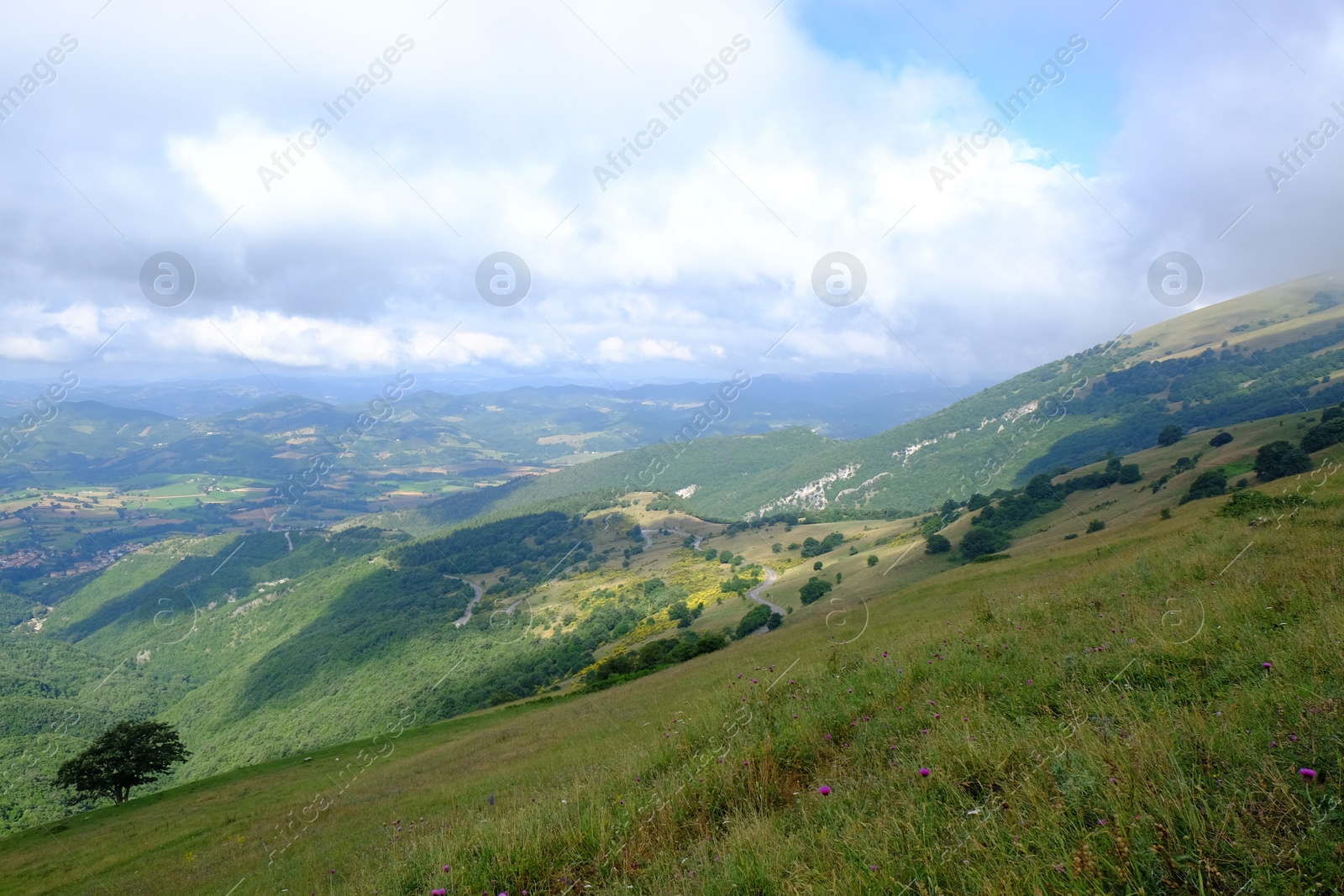 Photo of Picturesque view of green forest in mountains