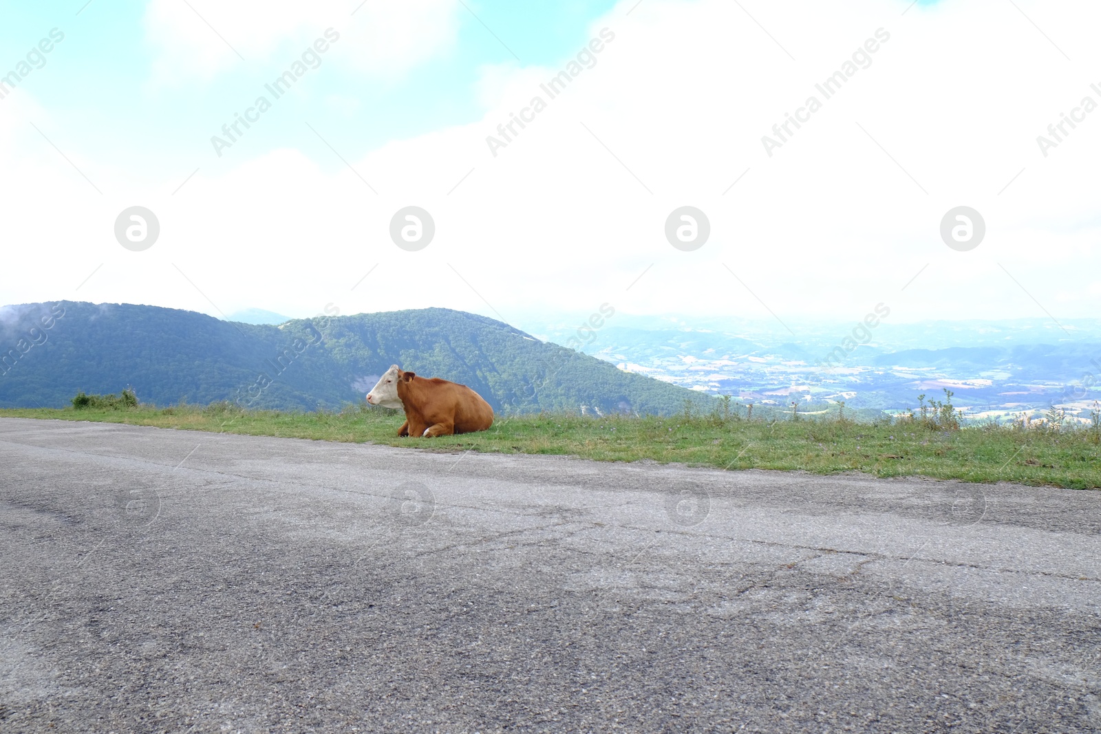 Photo of Adorable cow lying on grass near road in mountains