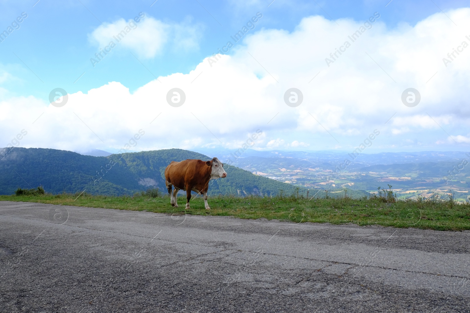 Photo of One adorable cow near road in mountains