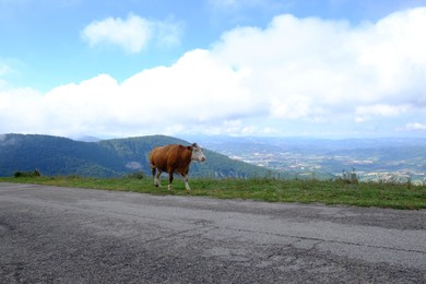 Photo of One adorable cow near road in mountains