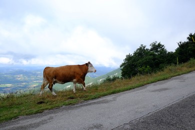 One adorable cow near road in mountains