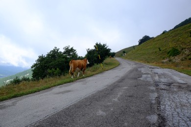 Photo of One adorable cow near road in mountains