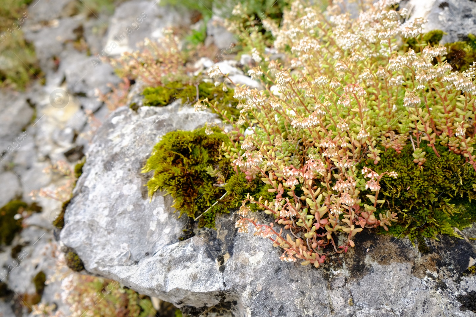 Photo of Beautiful Sedum plant growing on rocks in mountains, closeup