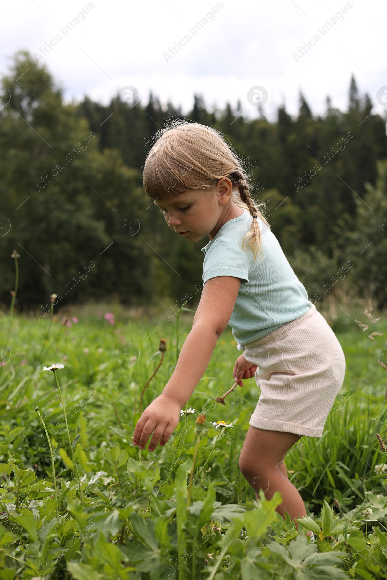 Photo of Cute little girl picking flowers at meadow. Enjoying beautiful nature