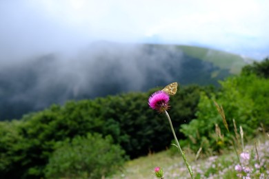 Beautiful butterfly sitting on flower in mountains, closeup. Space for text