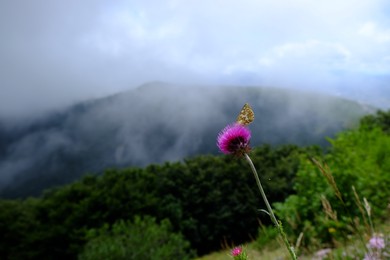 Beautiful butterfly sitting on flower in mountains, closeup. Space for text