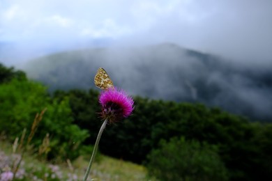 Photo of Beautiful butterfly sitting on flower in mountains, closeup. Space for text