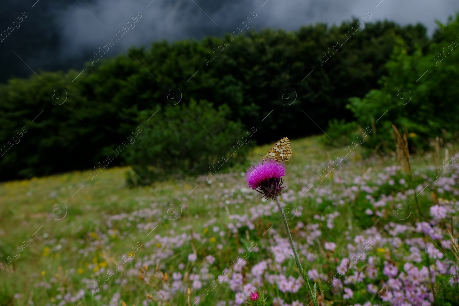 Photo of Beautiful butterfly sitting on flower in mountains, closeup. Space for text