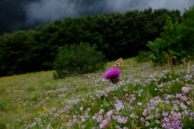 Beautiful butterfly sitting on flower in mountains, closeup. Space for text