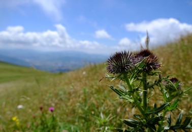 Photo of Beautiful Carduus plant growing outdoors on sunny day, closeup. Space for text