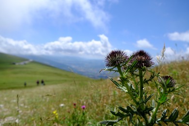 Photo of Beautiful Carduus plant growing outdoors on sunny day, closeup. Space for text