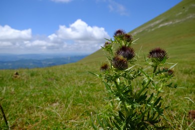 Beautiful Carduus plant growing outdoors on sunny day, closeup. Space for text