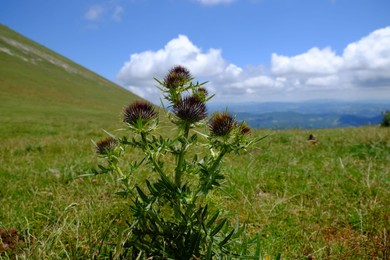 Photo of Beautiful Carduus plant growing outdoors on sunny day, closeup. Space for text