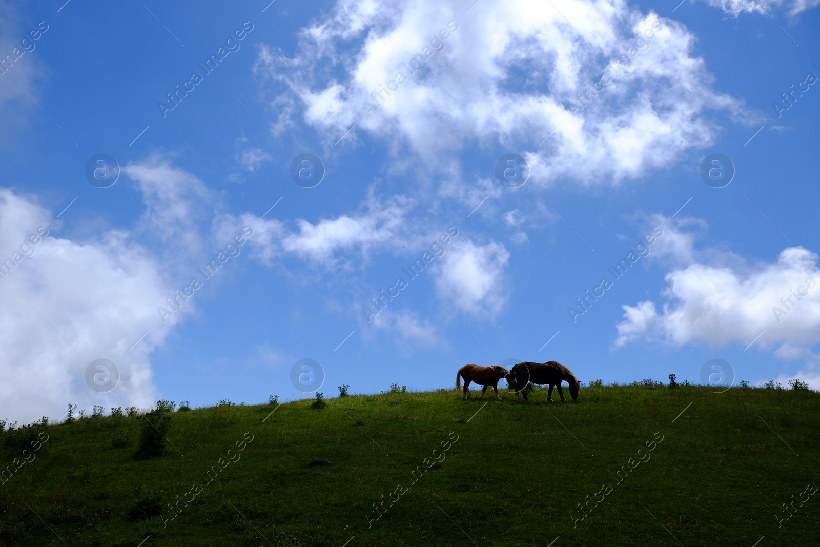 Photo of Two beautiful horses grazing on hill outdoors, space for text