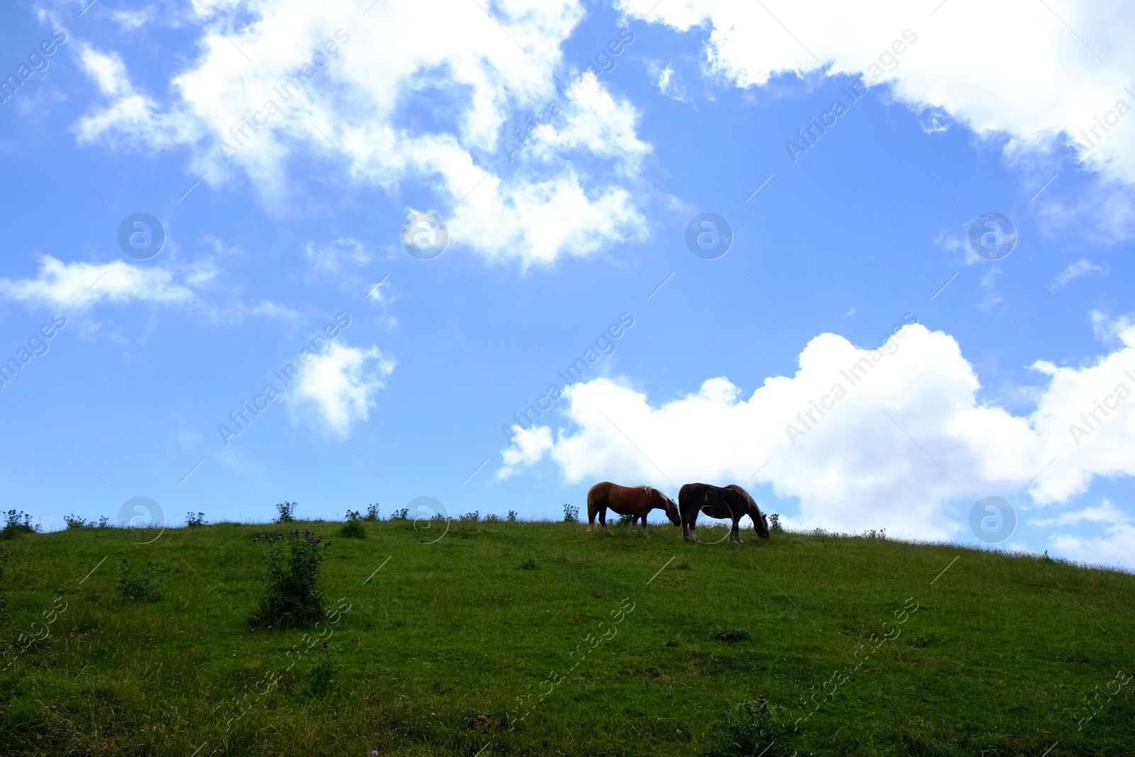 Photo of Two beautiful horses grazing on hill outdoors, space for text