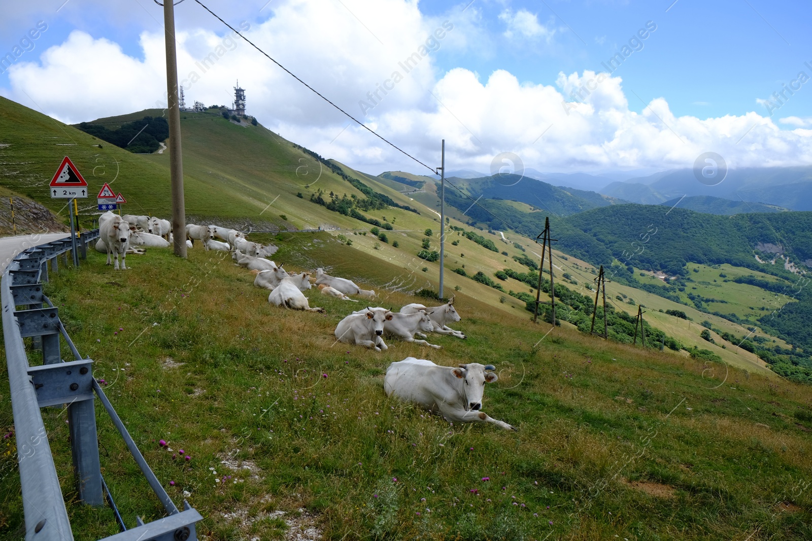 Photo of Group of white cows lying on grass in mountains