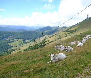 Photo of Group of white cows lying on grass in mountains