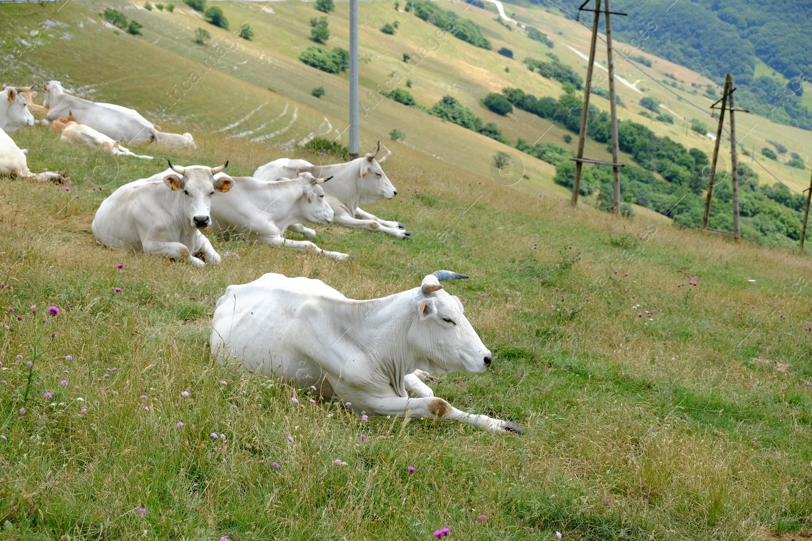 Photo of Group of white cows lying on grass in mountains