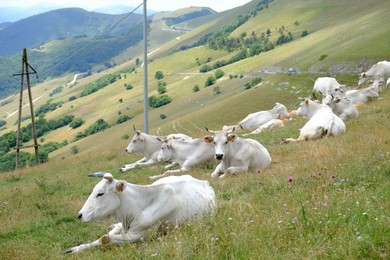 Group of white cows lying on grass in mountains