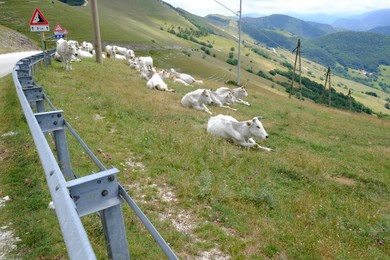 Photo of Group of white cows lying on grass in mountains