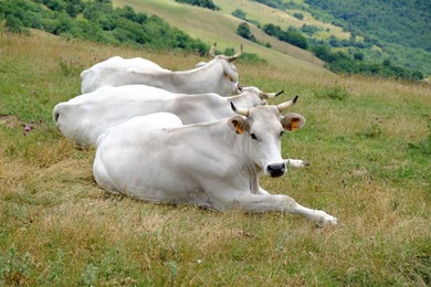 Photo of Group of white cows lying on grass in mountains